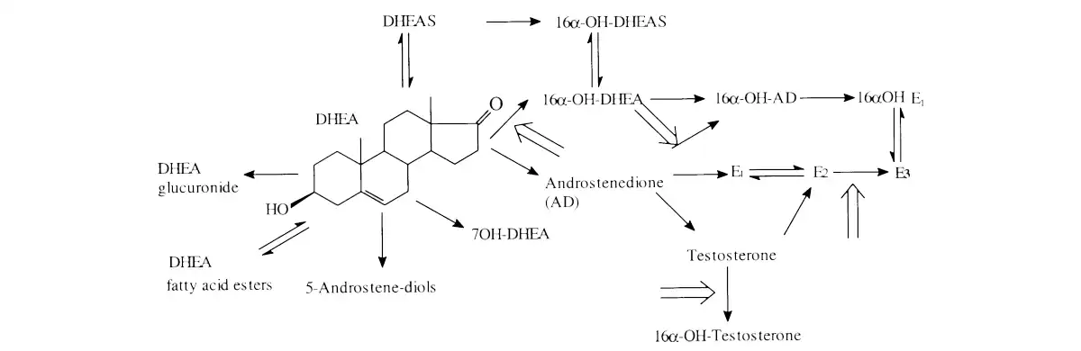 DHEA synthesis.jpg